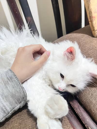 Persian kitten | Siamese | Blue Eyes | white| Cat | Persian | cat
