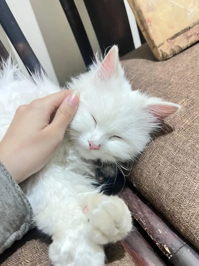 cat for urgent sale price fix — photo 2
