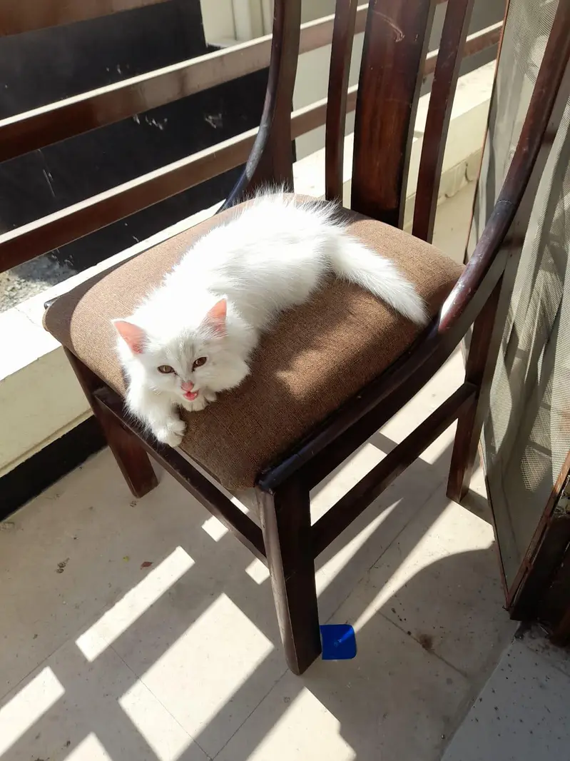 cat for urgent sale price fix — photo 3