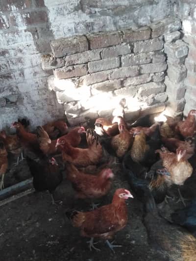 golden Misri Chicken grams 1000
