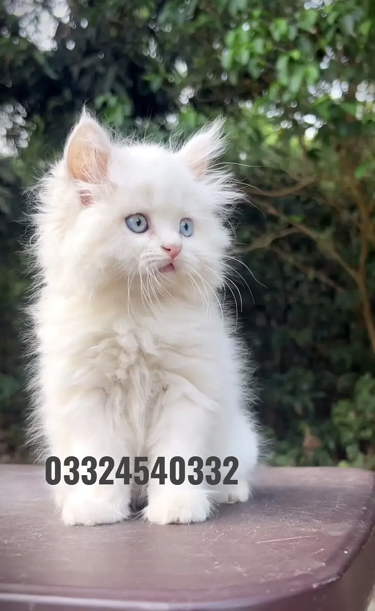persian kittens|triple Coated|Punch Face kittens_cute|fluffy_quality — photo 5