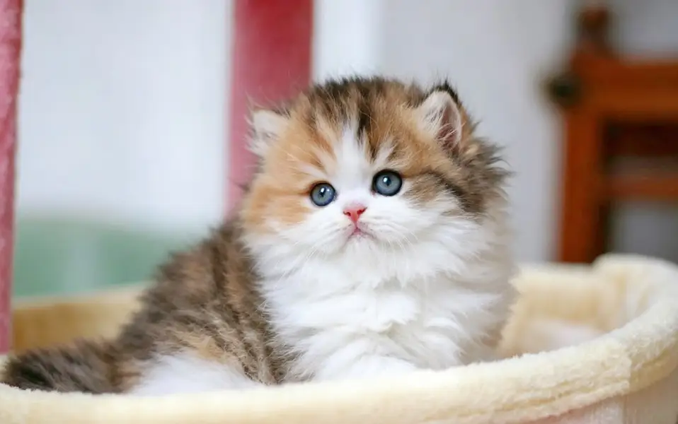 persian kittens|triple Coated|Punch Face kittens_cute|fluffy_quality — photo 8