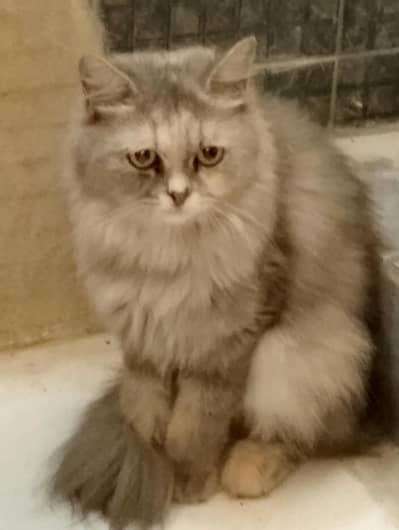 Persian female cat