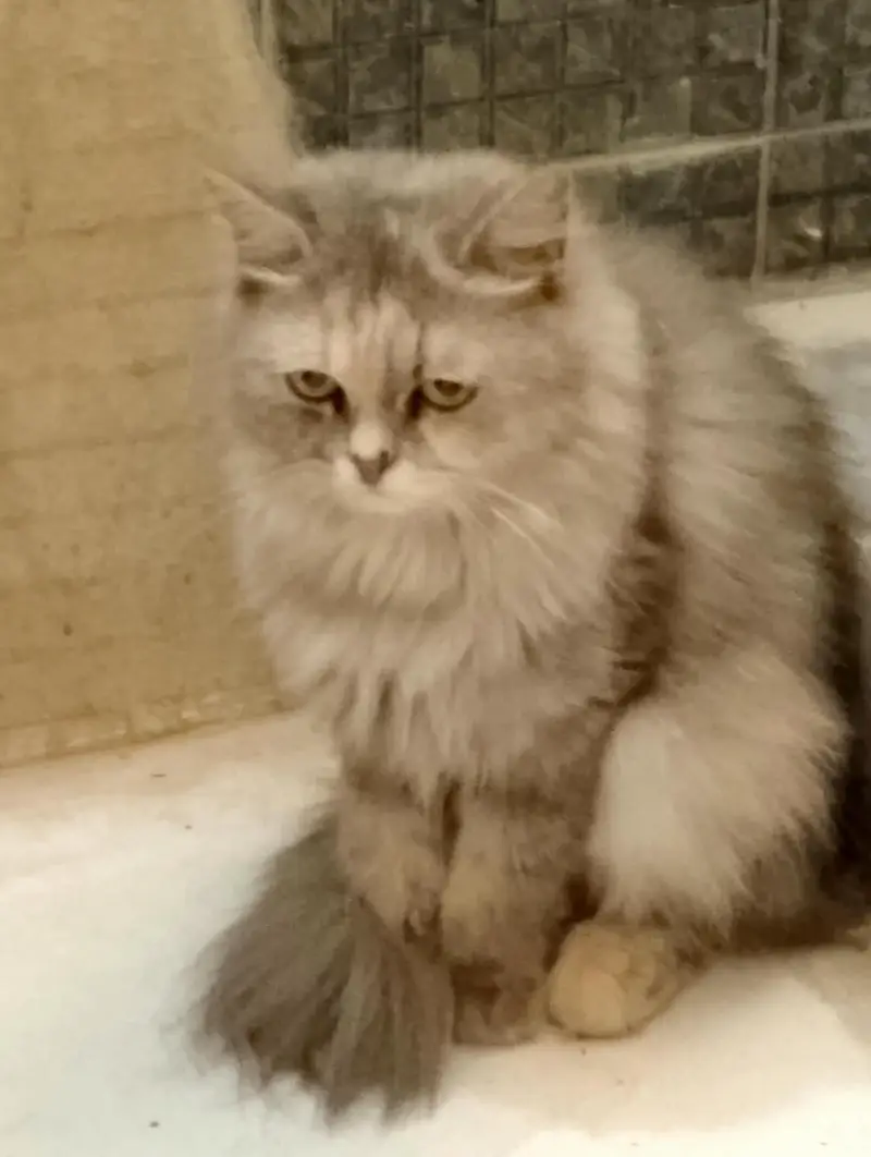 Persian female cat — photo 2