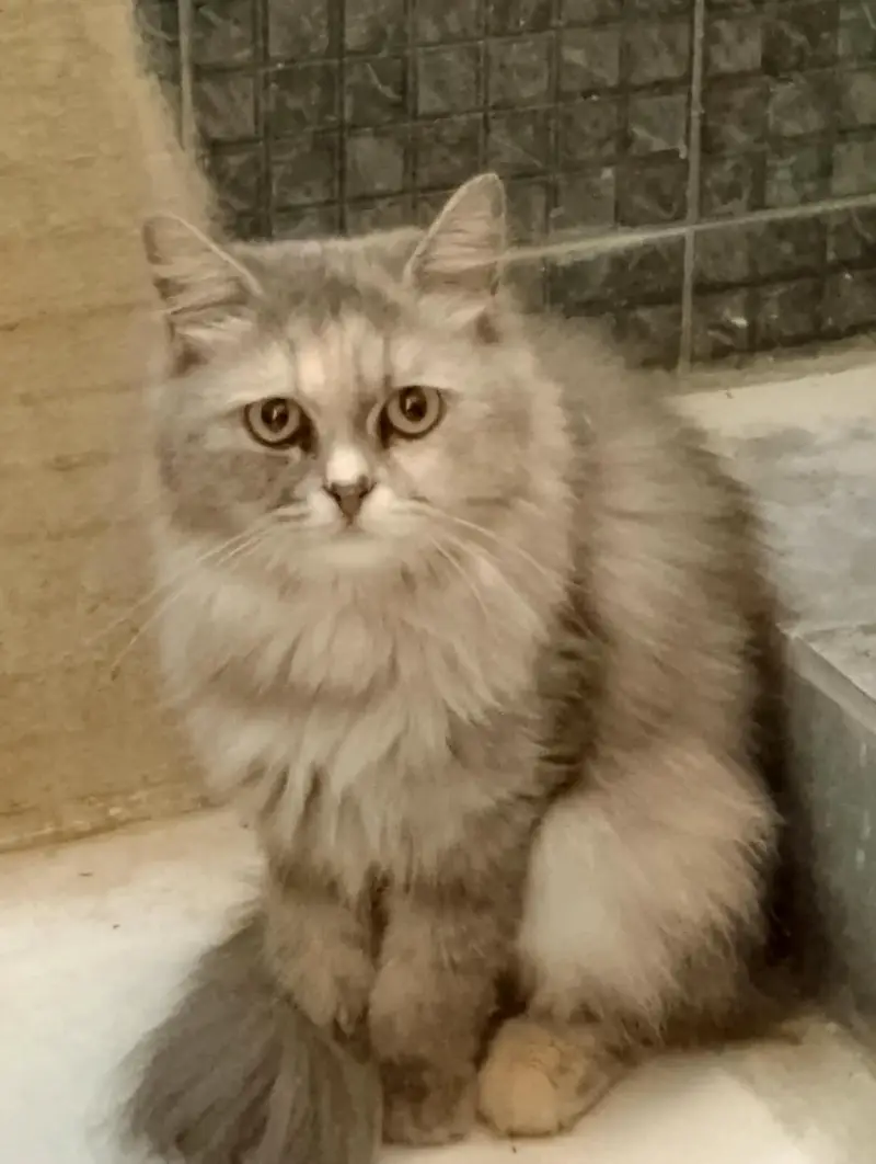 Persian female cat — photo 3