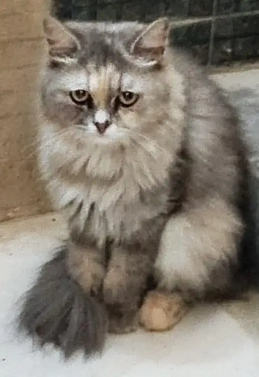 Persian female cat — photo 4
