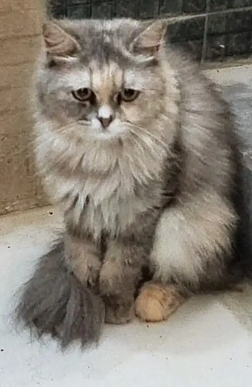 Persian female cat — photo 5