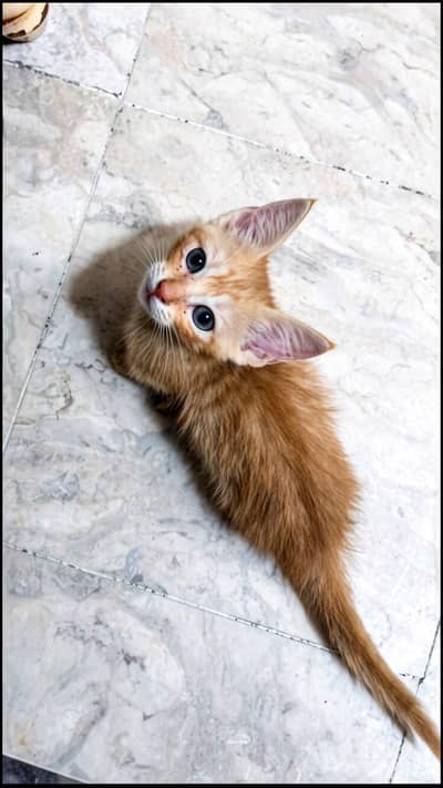 cute and healthy kitten for sale