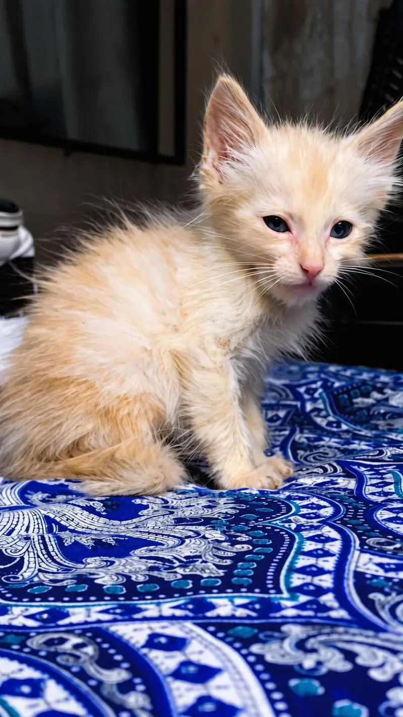 cute and healthy kitten for sale — photo 4