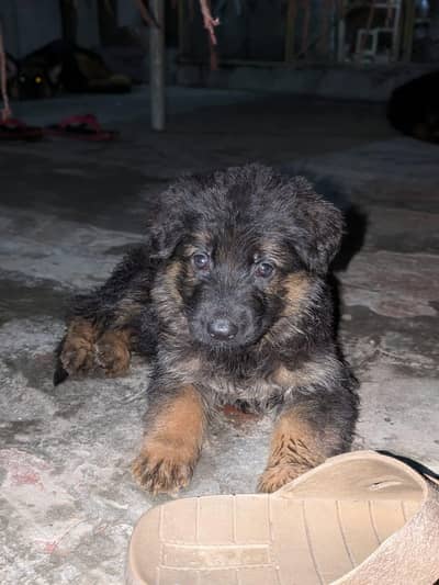 Top quality German Shepherd female puppy available for sale