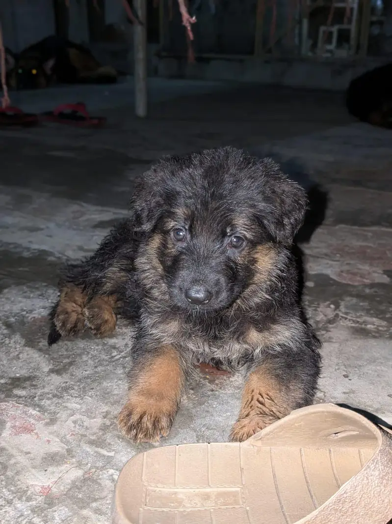 Top quality German Shepherd female puppy available for sale
