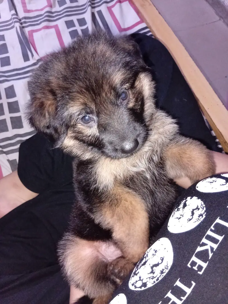 Top quality German Shepherd female puppy available for sale — photo 2