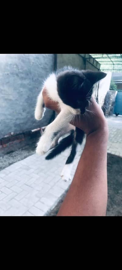 cat free for sale