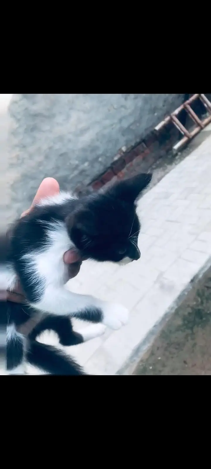 cat free for sale — photo 3