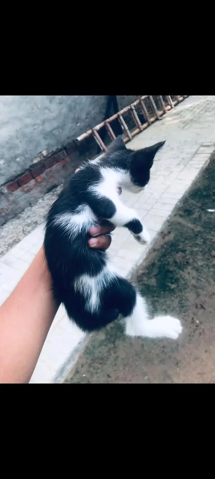 cat free for sale — photo 5