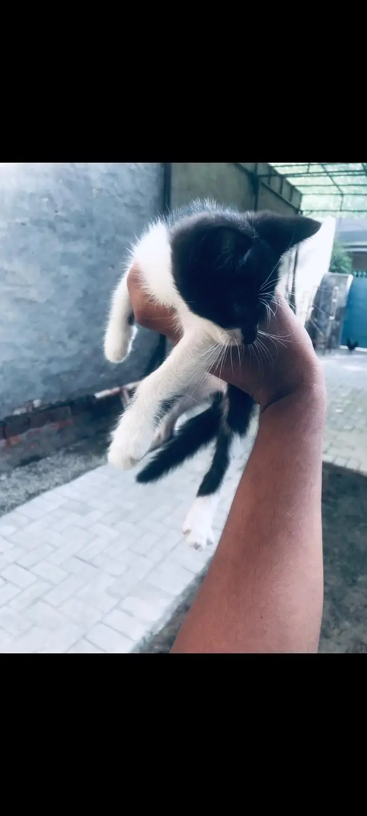 cat free for sale — photo 6