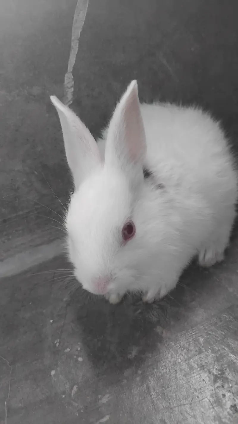 rabbits khargosh