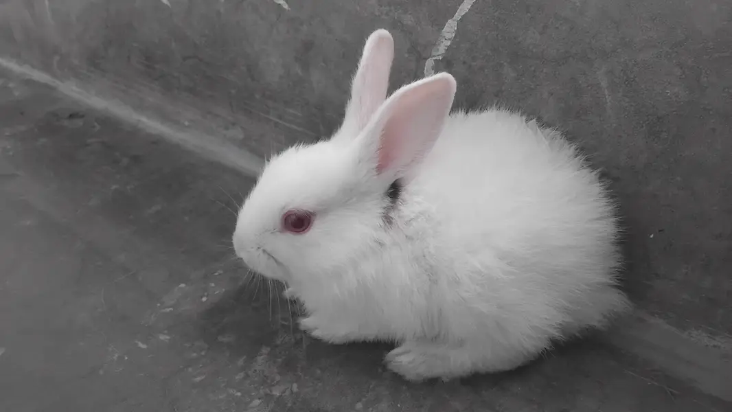 rabbits khargosh — photo 2