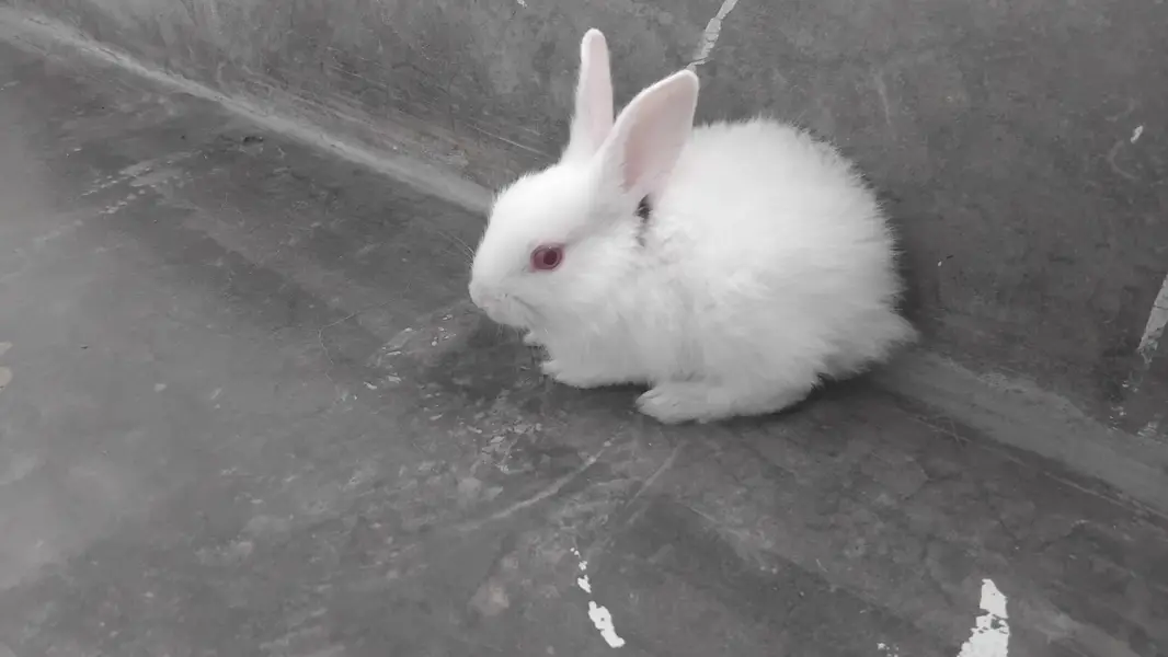 rabbits khargosh — photo 3