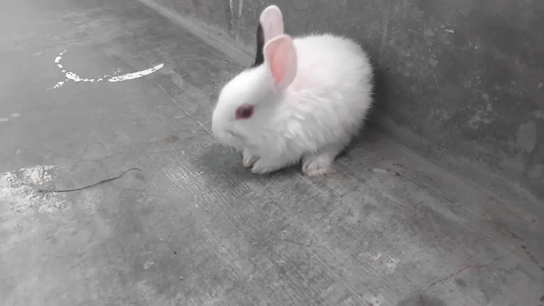 rabbits khargosh — photo 5