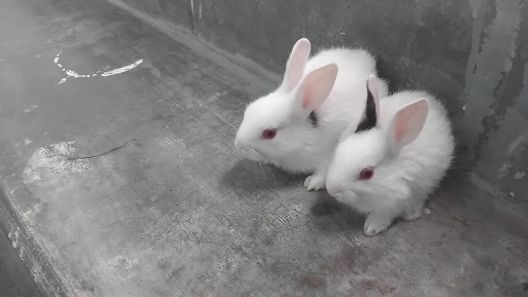 rabbits khargosh — photo 12