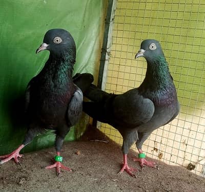 top quality kala taddy young pair