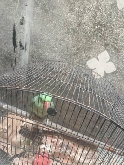 Raw parrot for sale