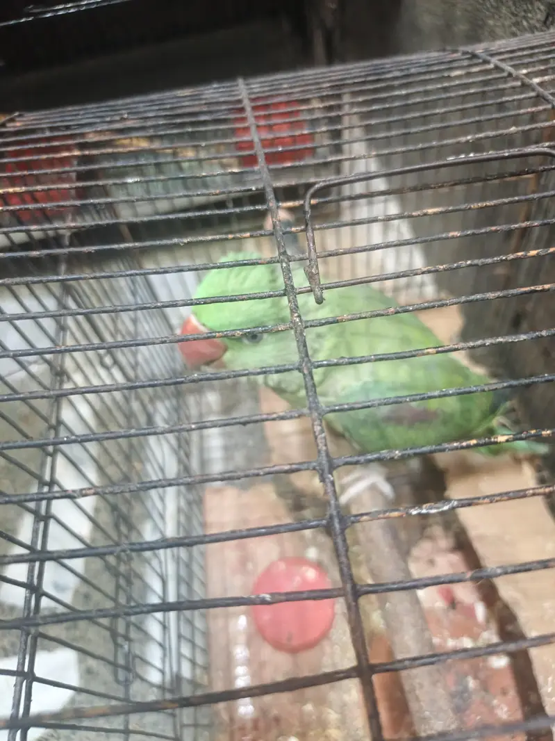 Raw parrot for sale — photo 2