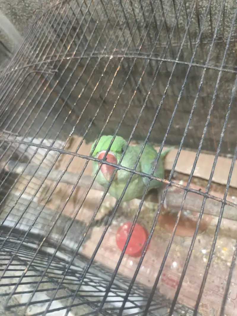 Raw parrot for sale — photo 3