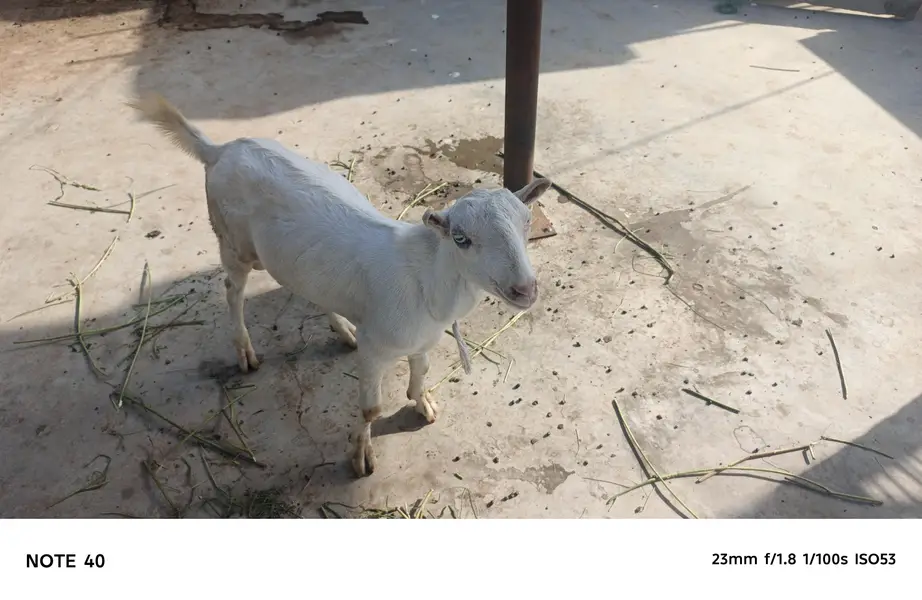TOP QUALITY GULABI TEDDY MALE AVAILABLE FOR SALE | BREEDER
