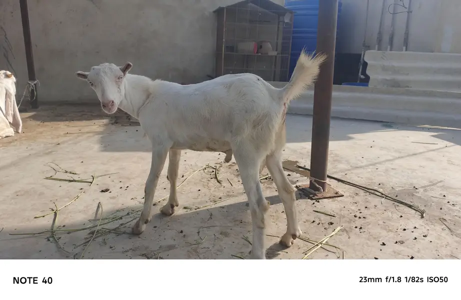 TOP QUALITY GULABI TEDDY MALE AVAILABLE FOR SALE | BREEDER — photo 2
