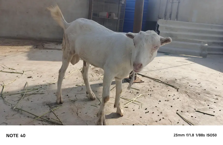 TOP QUALITY GULABI TEDDY MALE AVAILABLE FOR SALE | BREEDER — photo 3