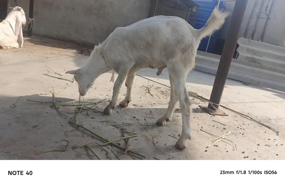 TOP QUALITY GULABI TEDDY MALE AVAILABLE FOR SALE | BREEDER — photo 4