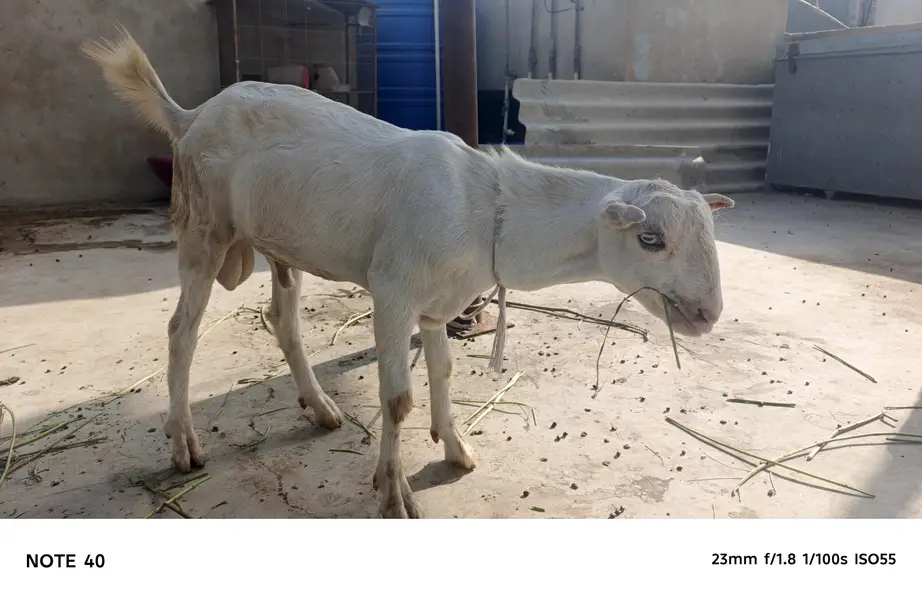 TOP QUALITY GULABI TEDDY MALE AVAILABLE FOR SALE | BREEDER — photo 5