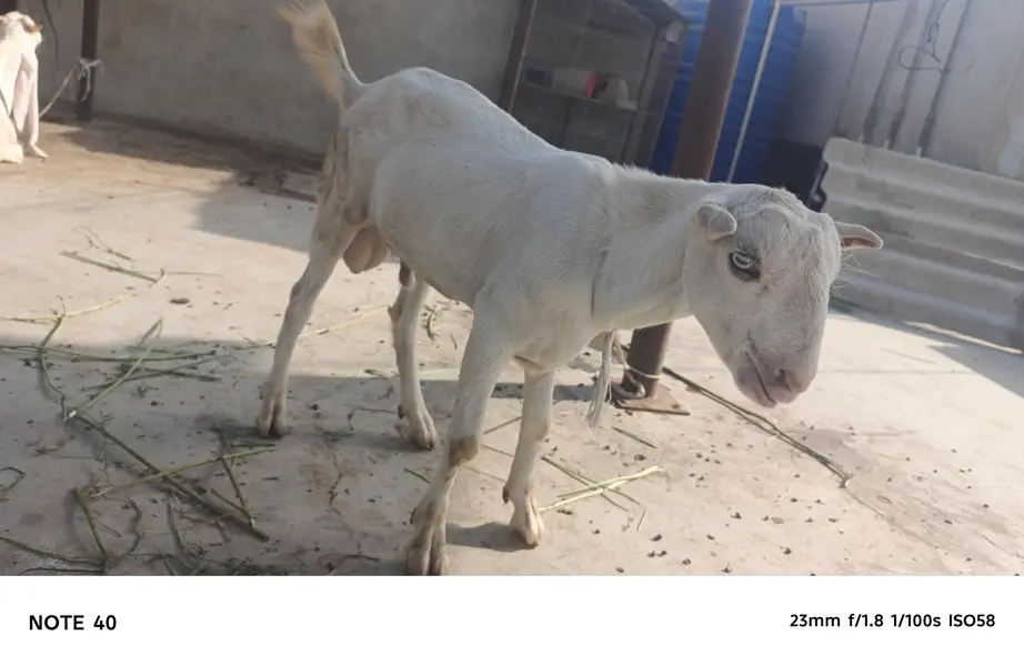 TOP QUALITY GULABI TEDDY MALE AVAILABLE FOR SALE | BREEDER — photo 6