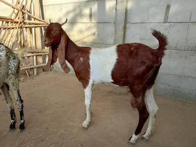 Pregnant goats Lot with Gulabi breeder