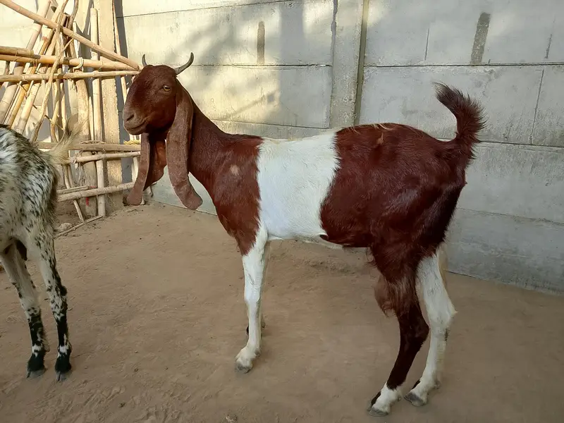 Pregnant goats Lot with Gulabi breeder