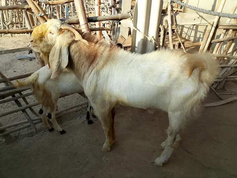 Pregnant goats Lot with Gulabi breeder — photo 2