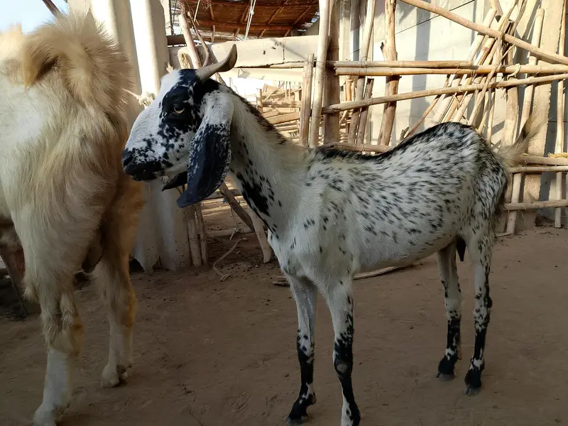 Pregnant goats Lot with Gulabi breeder — photo 3
