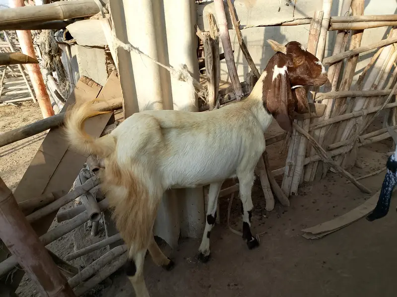 Pregnant goats Lot with Gulabi breeder — photo 4