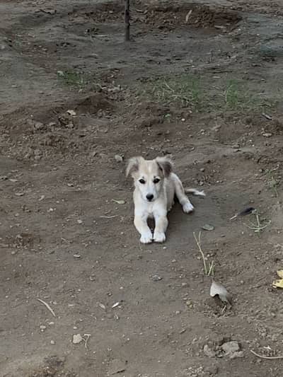 Puppy for sale russian