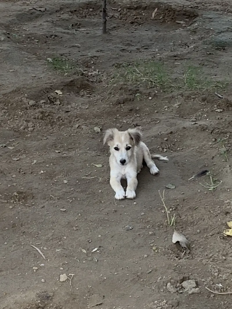 Puppy for sale russian