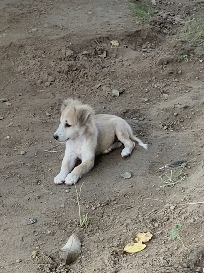 Puppy for sale russian — photo 2