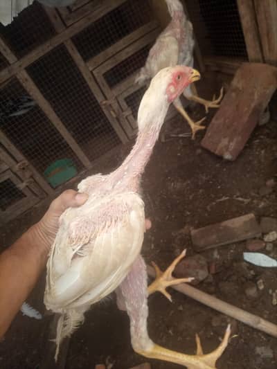 White shamo aseel chicks pair