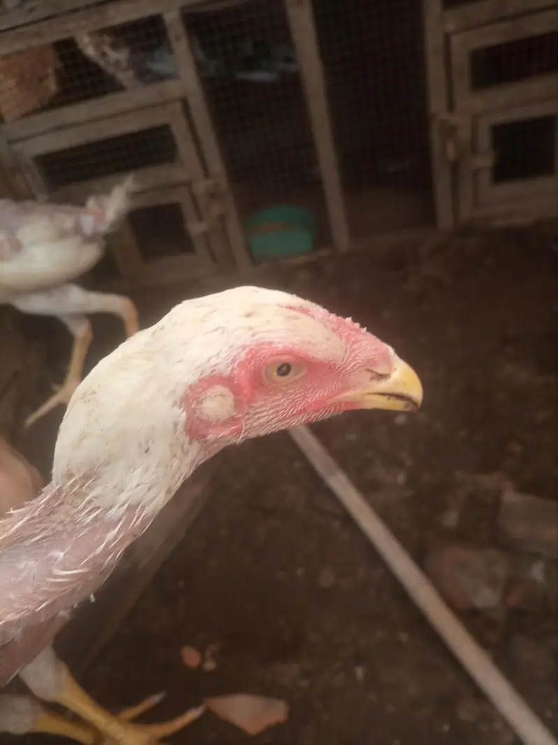 White shamo aseel chicks pair — photo 2
