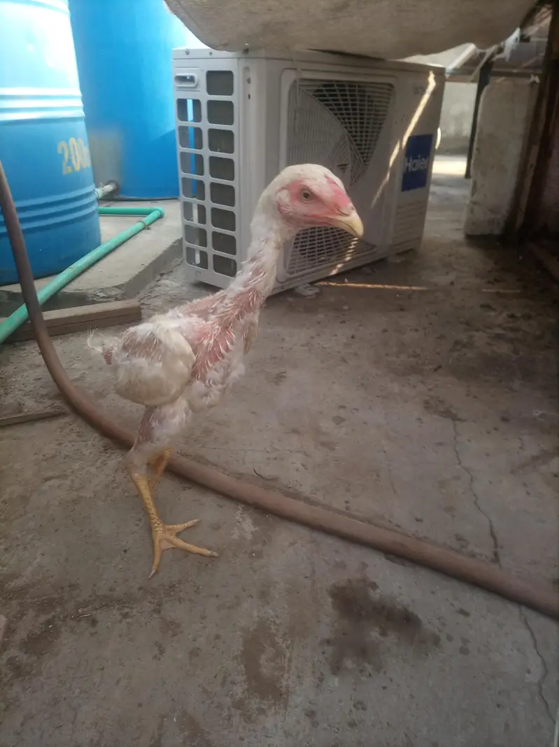White shamo aseel chicks pair — photo 3