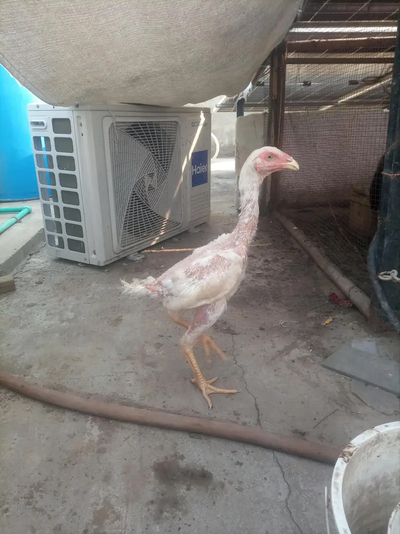 White shamo aseel chicks pair — photo 4
