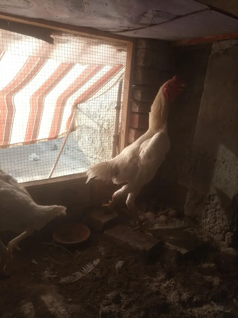 White shamo aseel chicks pair — photo 5