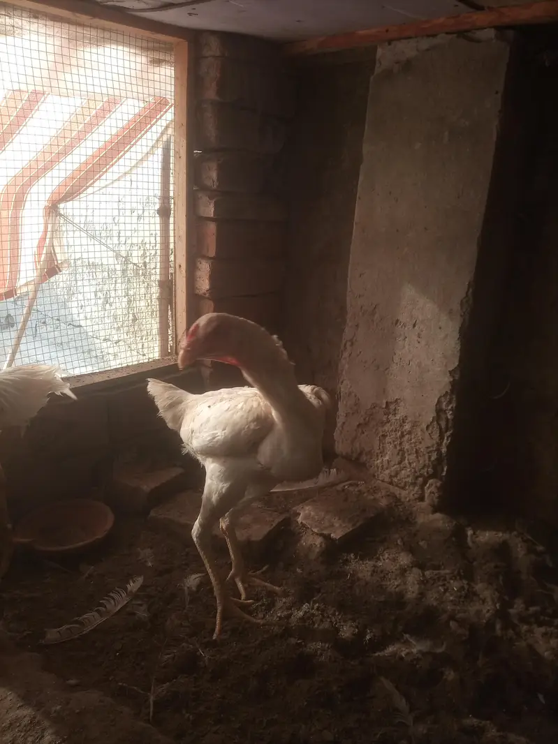 White shamo aseel chicks pair — photo 6