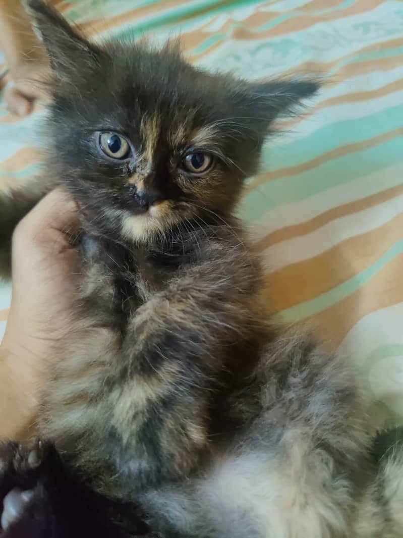 cute kitten 0